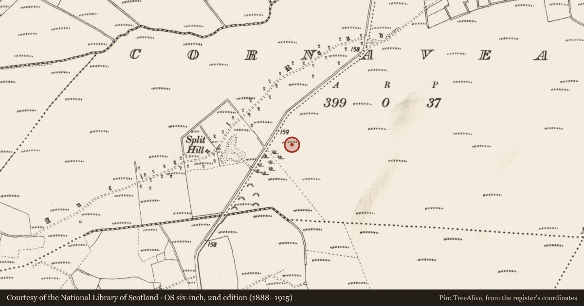 Ordnance Survey six-inch map, 2nd edition (1888–1915) covering the location of Structure - peatland, Cornaveagh, County Roscommon, with a pin at the register's coordinates