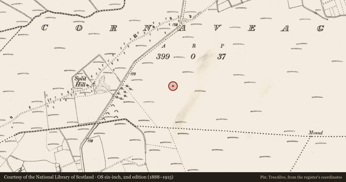 Ordnance Survey six-inch map, 2nd edition (1888–1915) covering the location of Structure - peatland, Cornaveagh, County Roscommon, with a pin at the register's coordinates