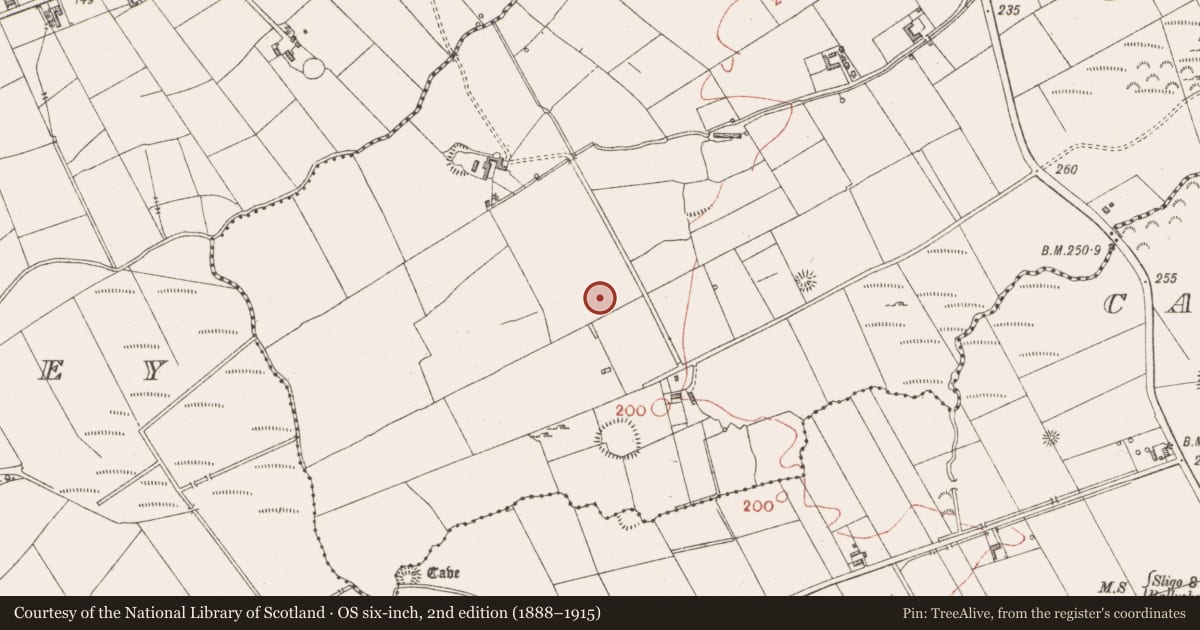 Ordnance Survey six-inch map, 2nd edition (1888–1915) covering the location of Ringfort - unclassified, Mullaghnaneane, County Sligo, with a pin at the register's coordinates