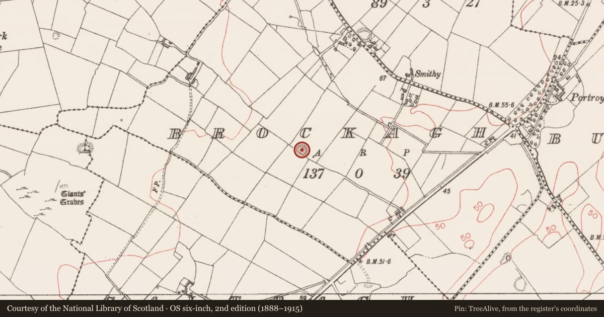 Ordnance Survey six-inch map, 2nd edition (1888–1915) covering the location of Ringfort - rath, Brockagh, County Sligo, with a pin at the register's coordinates