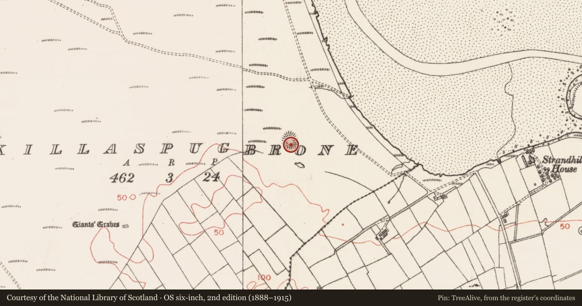 Ordnance Survey six-inch map, 2nd edition (1888–1915) covering the location of Ringfort - rath, Killaspugbrone, County Sligo, with a pin at the register's coordinates