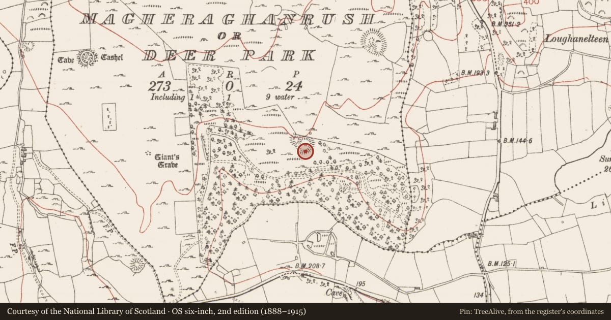 Ordnance Survey six-inch map, 2nd edition (1888–1915) covering the location of Ringfort - unclassified, Magheraghanrush Or Deer Park, County Sligo, with a pin at the register's coordinates