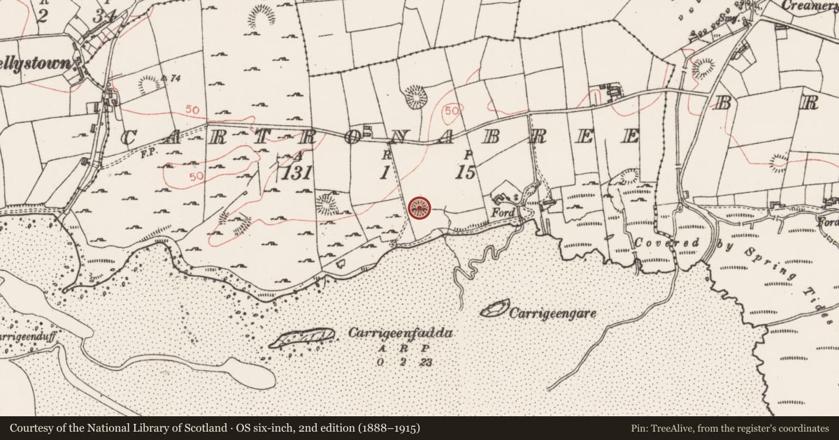 Ordnance Survey six-inch map, 2nd edition (1888–1915) covering the location of Ringfort - rath, Cartronabree, County Sligo, with a pin at the register's coordinates