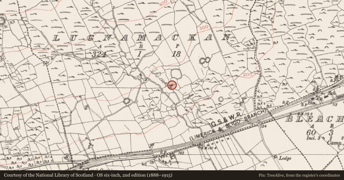 Ordnance Survey six-inch map, 2nd edition (1888–1915) covering the location of Ringfort - cashel, Lugnamackan, County Sligo, with a pin at the register's coordinates