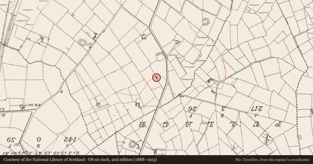 Ordnance Survey six-inch map, 2nd edition (1888–1915) covering the location of Ringfort - rath, Rinbaun, County Sligo, with a pin at the register's coordinates