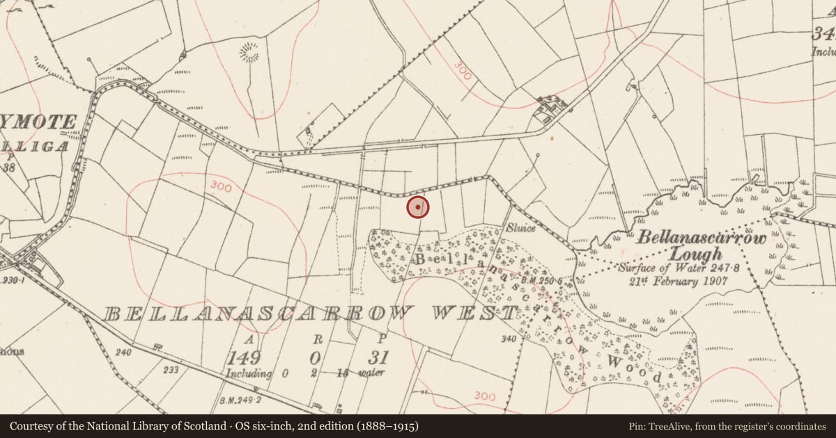 Ordnance Survey six-inch map, 2nd edition (1888–1915) covering the location of Ringfort - rath, Bellanascarrow West, County Sligo, with a pin at the register's coordinates