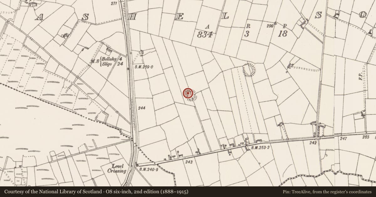 Ordnance Survey six-inch map, 2nd edition (1888–1915) covering the location of Ringfort - rath, Cashel South, County Sligo, with a pin at the register's coordinates