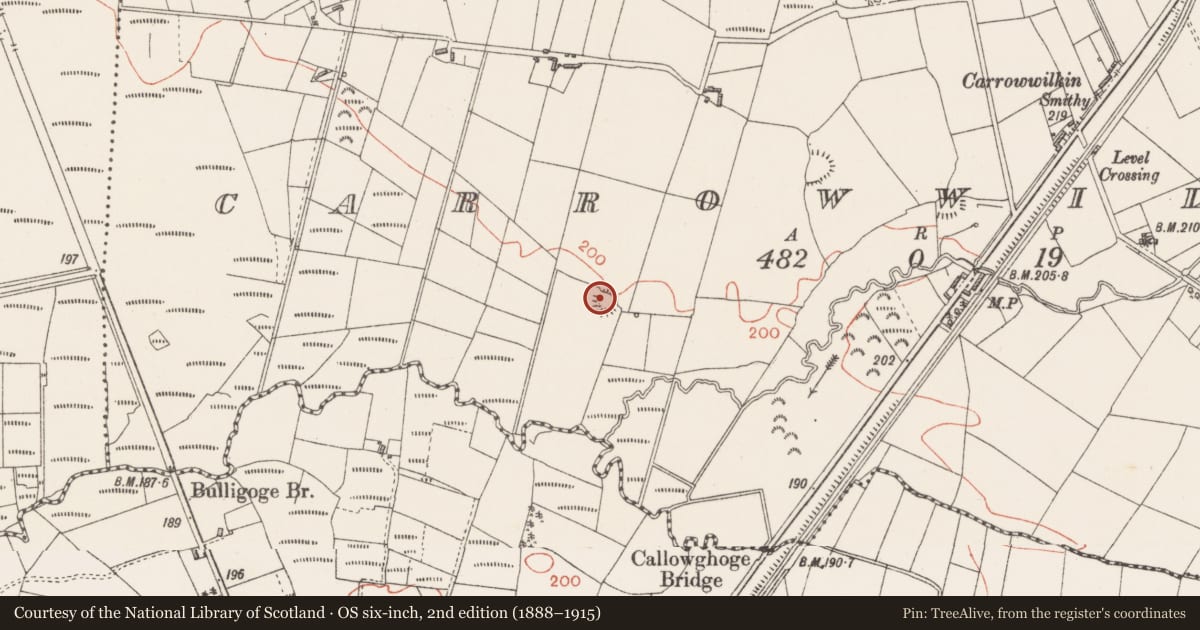 Ordnance Survey six-inch map, 2nd edition (1888–1915) covering the location of Ringfort - rath, Carrowwilkin, County Sligo, with a pin at the register's coordinates