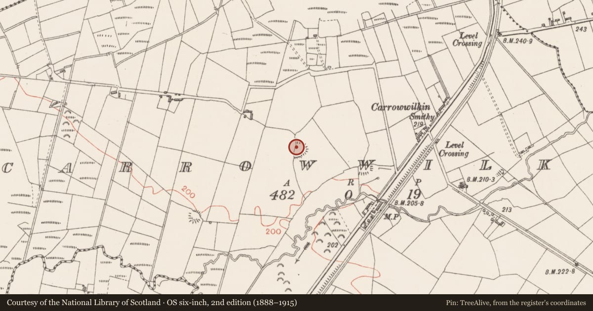 Ordnance Survey six-inch map, 2nd edition (1888–1915) covering the location of Ringfort - rath, Carrowwilkin, County Sligo, with a pin at the register's coordinates