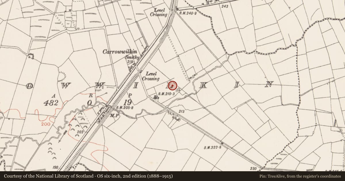 Ordnance Survey six-inch map, 2nd edition (1888–1915) covering the location of Ringfort - rath, Carrowwilkin, County Sligo, with a pin at the register's coordinates