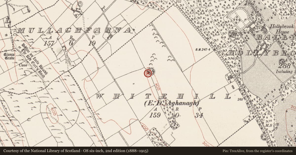 Ordnance Survey six-inch map, 2nd edition (1888–1915) covering the location of Ringfort - rath, Whitehill, County Sligo, with a pin at the register's coordinates