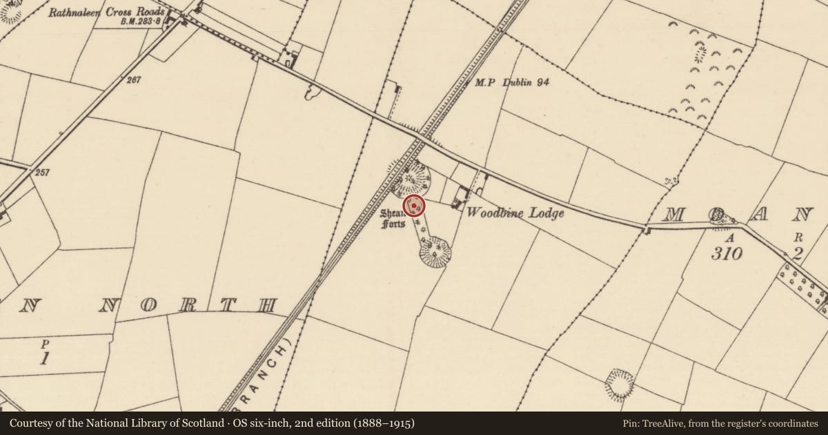 Ordnance Survey six-inch map, 2nd edition (1888–1915) covering the location of Designed landscape - avenue, Rathnaleen South, County Tipperary North, with a pin at the register's coordinates