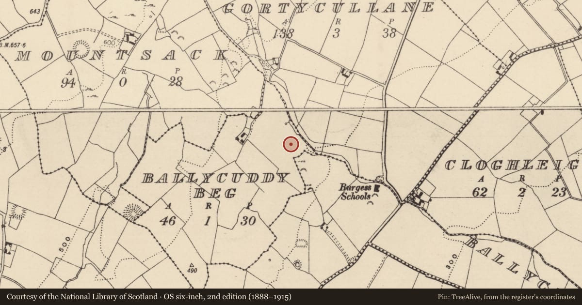 Ordnance Survey six-inch map, 2nd edition (1888–1915) covering the location of Ritual site - holy tree/bush, Ballycuddy Beg, County Tipperary North, with a pin at the register's coordinates