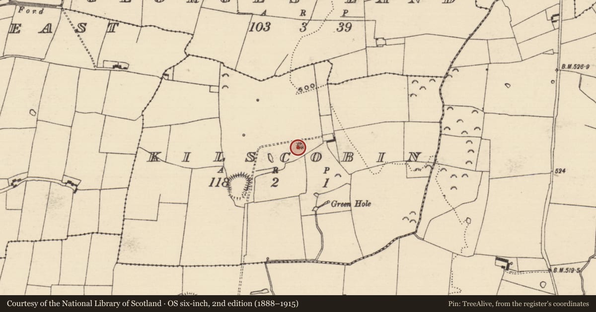 Ordnance Survey six-inch map, 2nd edition (1888–1915) covering the location of Designed landscape - tree-ring, Kilscobin, County Tipperary South, with a pin at the register's coordinates