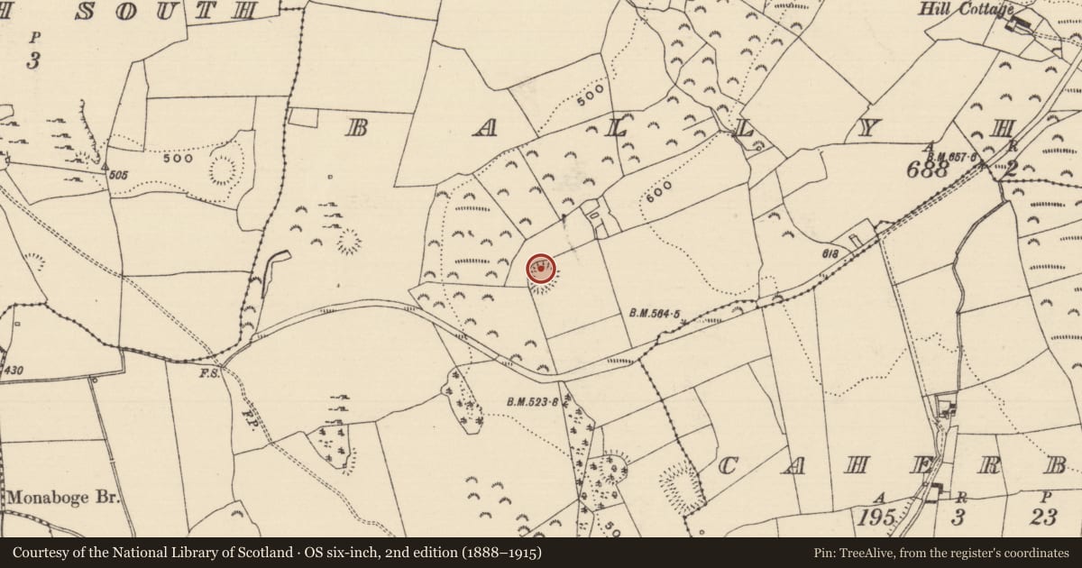 Ordnance Survey six-inch map, 2nd edition (1888–1915) covering the location of Hut site, Ballyherberry, County Tipperary South, with a pin at the register's coordinates