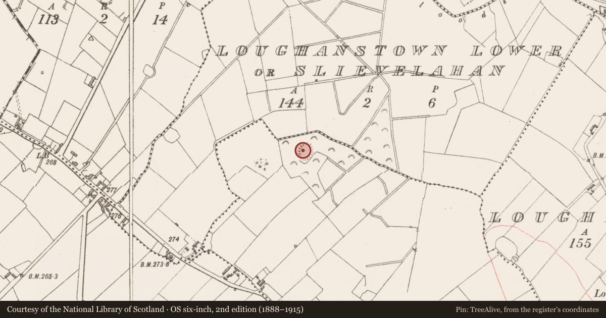 Ordnance Survey six-inch map, 2nd edition (1888–1915) covering the location of Ringfort - rath, Windtown South, County Westmeath, with a pin at the register's coordinates