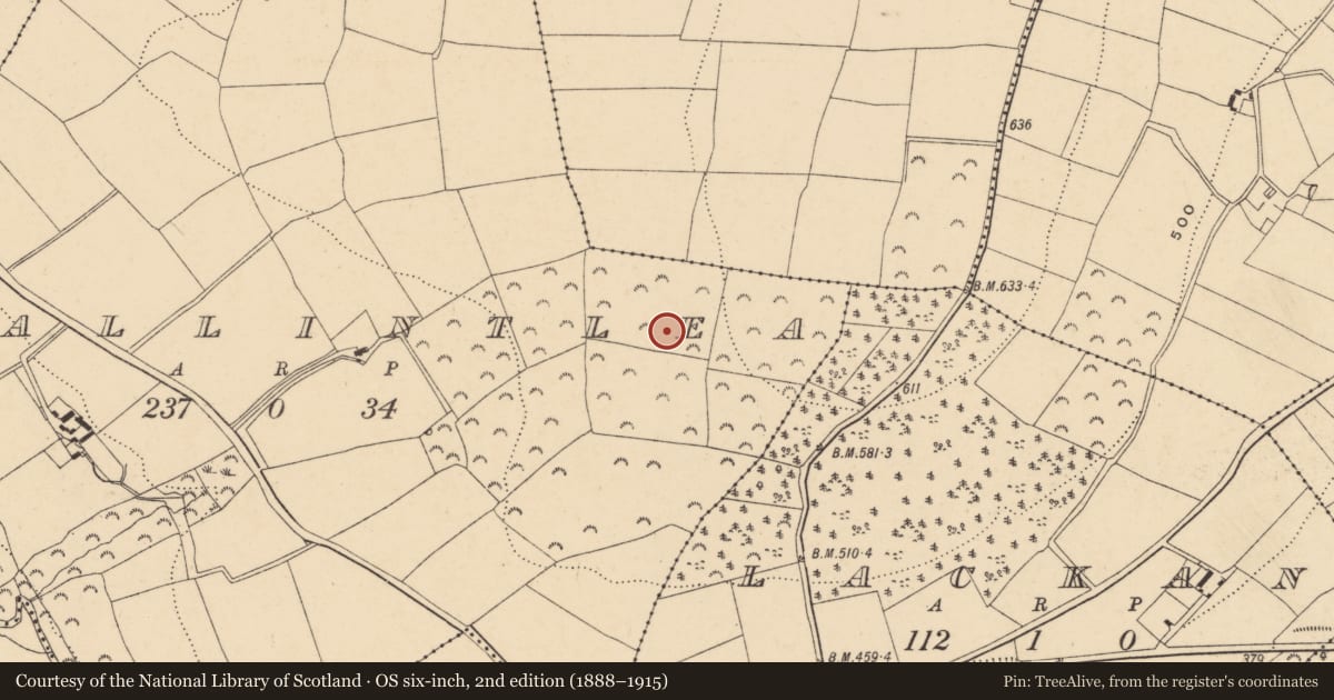 Ordnance Survey six-inch map, 2nd edition (1888–1915) covering the location of Standing stone, Ballintlea (Gorey By, Kilnahue Par.), County Wexford, with a pin at the register's coordinates