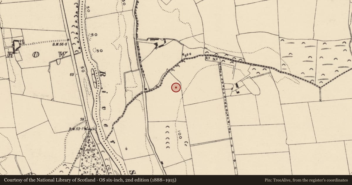 Ordnance Survey six-inch map, 2nd edition (1888–1915) covering the location of Ringfort - rath, Tincurry, County Wexford, with a pin at the register's coordinates