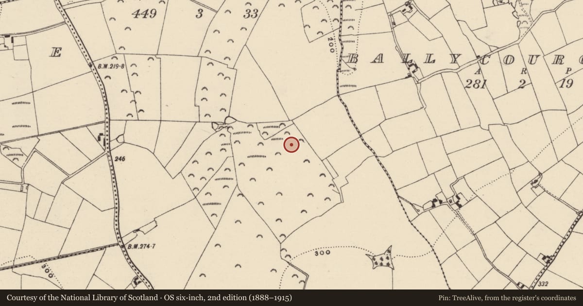 Ordnance Survey six-inch map, 2nd edition (1888–1915) covering the location of Enclosure, Ballycourcy More, County Wexford, with a pin at the register's coordinates