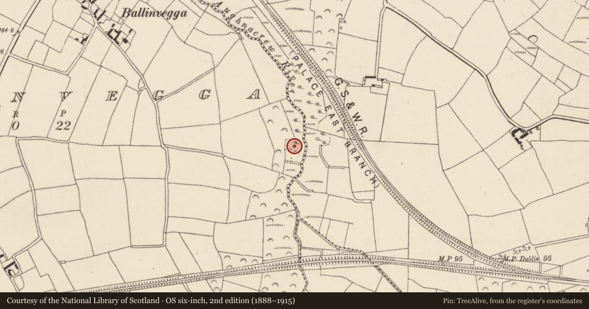 Ordnance Survey six-inch map, 2nd edition (1888–1915) covering the location of Moated site, Ballinvegga, County Wexford, with a pin at the register's coordinates