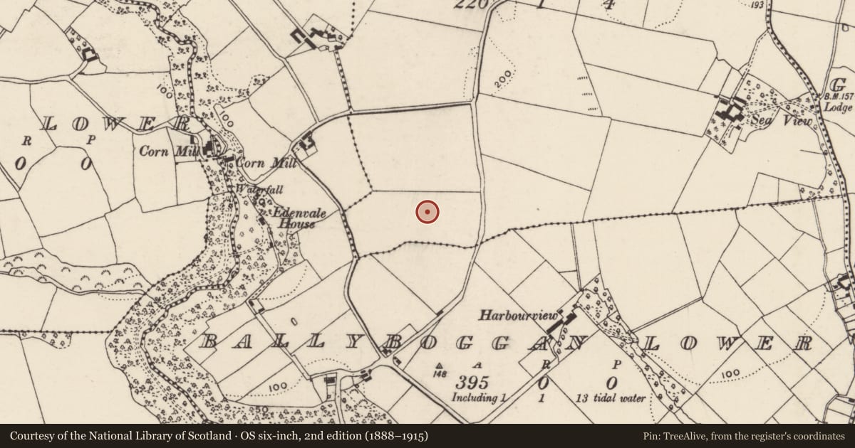 Ordnance Survey six-inch map, 2nd edition (1888–1915) covering the location of Moated site, Ballyboggan Upper, County Wexford, with a pin at the register's coordinates