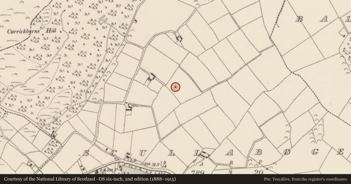 Ordnance Survey six-inch map, 2nd edition (1888–1915) covering the location of Ringfort - rath, Scullaboge, County Wexford, with a pin at the register's coordinates