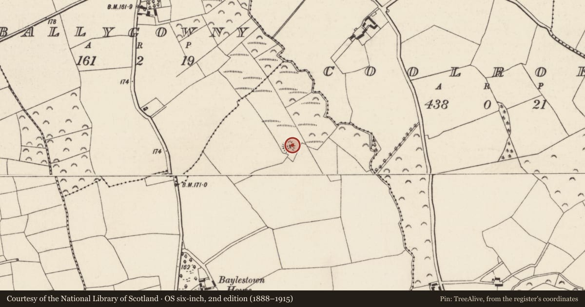 Ordnance Survey six-inch map, 2nd edition (1888–1915) covering the location of Ringfort - rath, Baylestown, County Wexford, with a pin at the register's coordinates