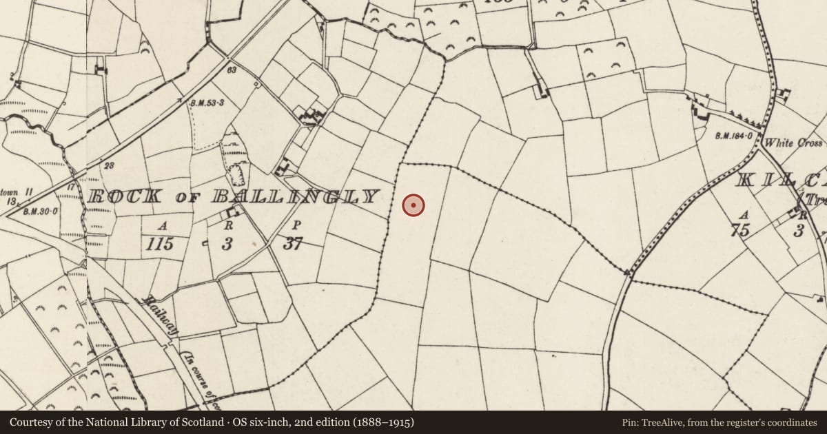 Ordnance Survey six-inch map, 2nd edition (1888–1915) covering the location of Ringfort - rath, Kilcavan (Old Mill), County Wexford, with a pin at the register's coordinates