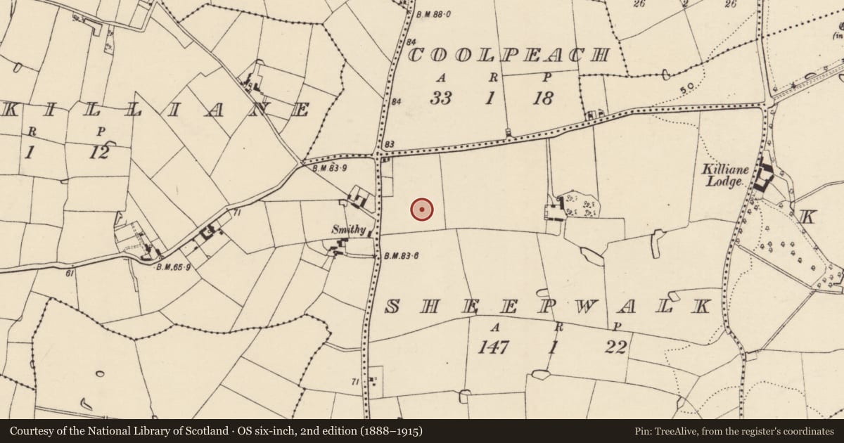 Ordnance Survey six-inch map, 2nd edition (1888–1915) covering the location of Ringfort - rath, Sheepwalk, County Wexford, with a pin at the register's coordinates