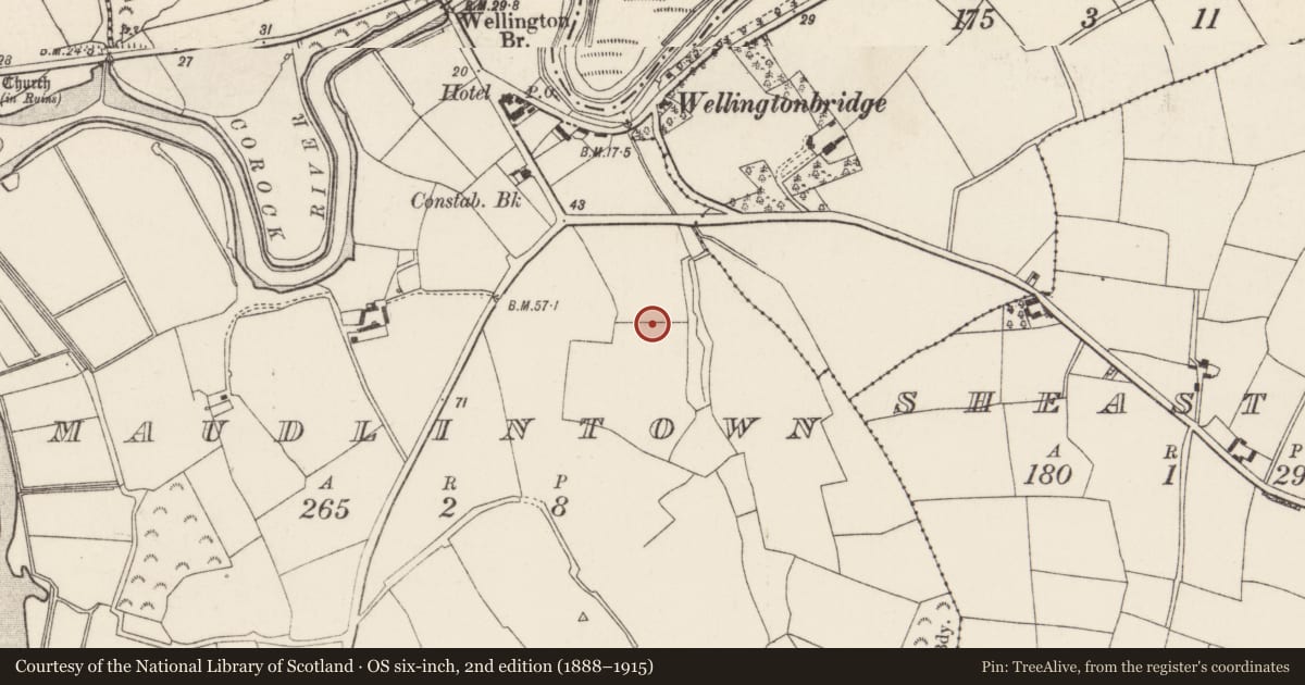 Ordnance Survey six-inch map, 2nd edition (1888–1915) covering the location of Bullaun stone, Maudlintown, County Wexford, with a pin at the register's coordinates