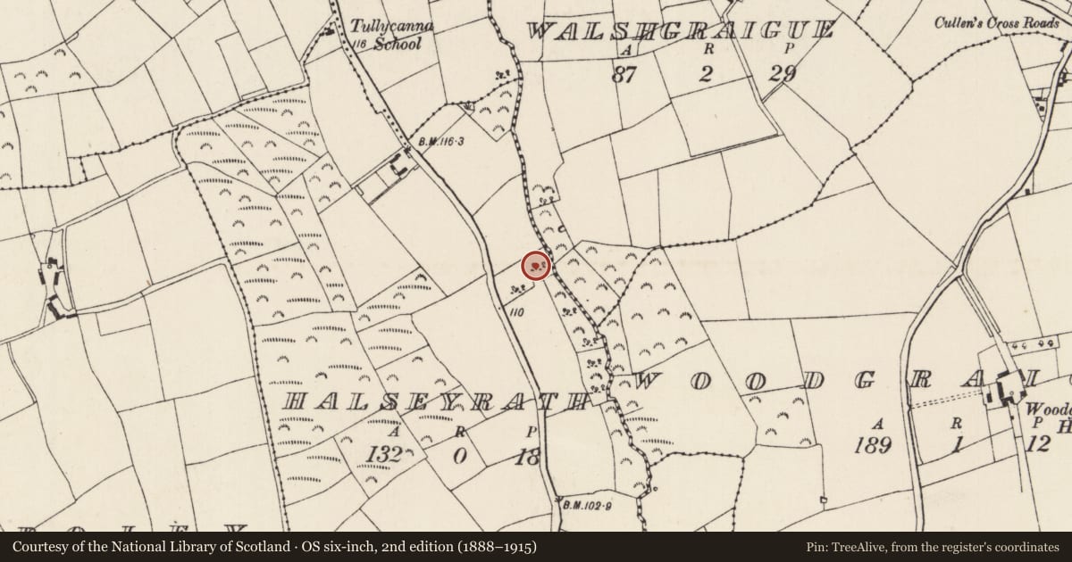Ordnance Survey six-inch map, 2nd edition (1888–1915) covering the location of Ringfort - unclassified, Halseyrath, County Wexford, with a pin at the register's coordinates