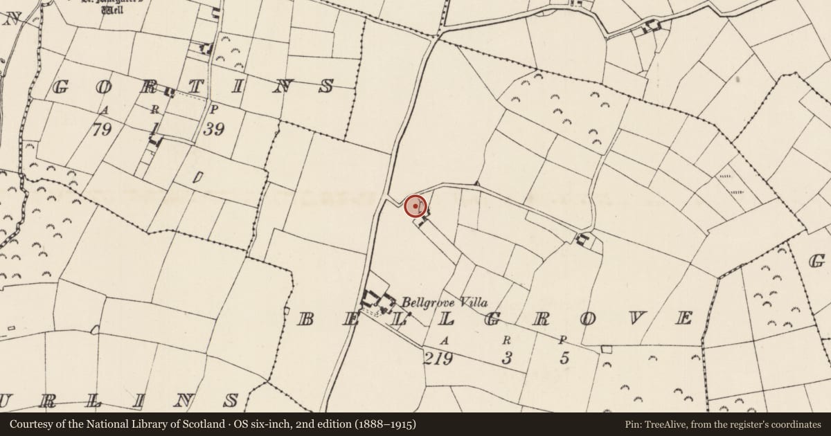 Ordnance Survey six-inch map, 2nd edition (1888–1915) covering the location of Church, Bellgrove, County Wexford, with a pin at the register's coordinates