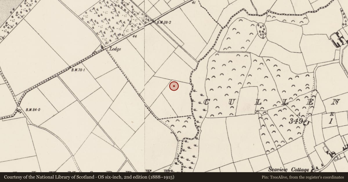 Ordnance Survey six-inch map, 2nd edition (1888–1915) covering the location of Enclosure, Grange, County Wexford, with a pin at the register's coordinates