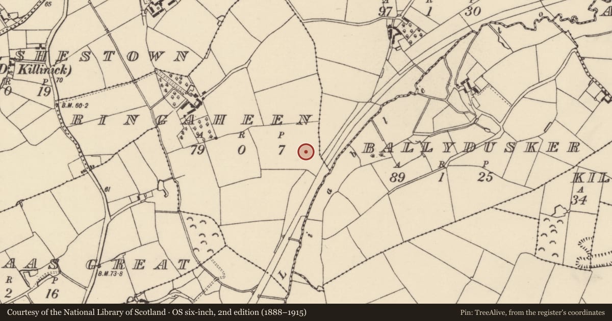 Ordnance Survey six-inch map, 2nd edition (1888–1915) covering the location of Ring-ditch, Ringaheen, County Wexford, with a pin at the register's coordinates