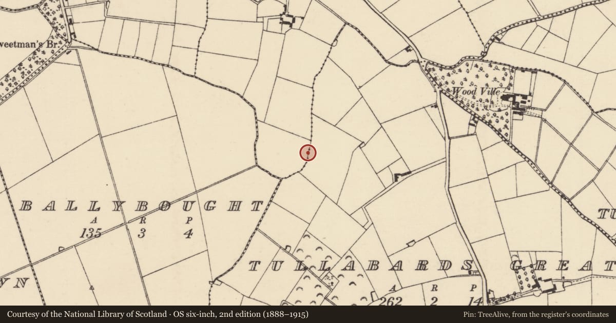Ordnance Survey six-inch map, 2nd edition (1888–1915) covering the location of Ringfort - rath, Tullabards Great, Lake, County Wexford, with a pin at the register's coordinates