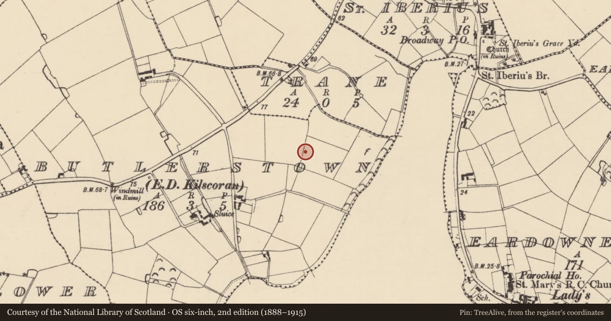 Ordnance Survey six-inch map, 2nd edition (1888–1915) covering the location of Field system, Butlerstown, County Wexford, with a pin at the register's coordinates