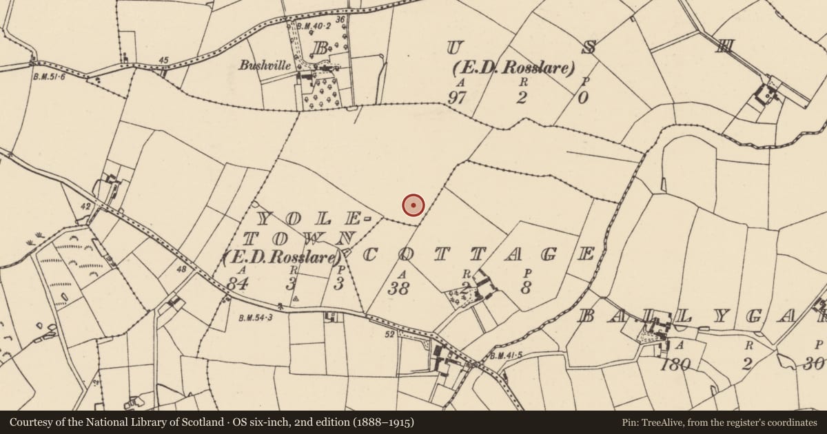 Ordnance Survey six-inch map, 2nd edition (1888–1915) covering the location of Enclosure, Yoletown, County Wexford, with a pin at the register's coordinates