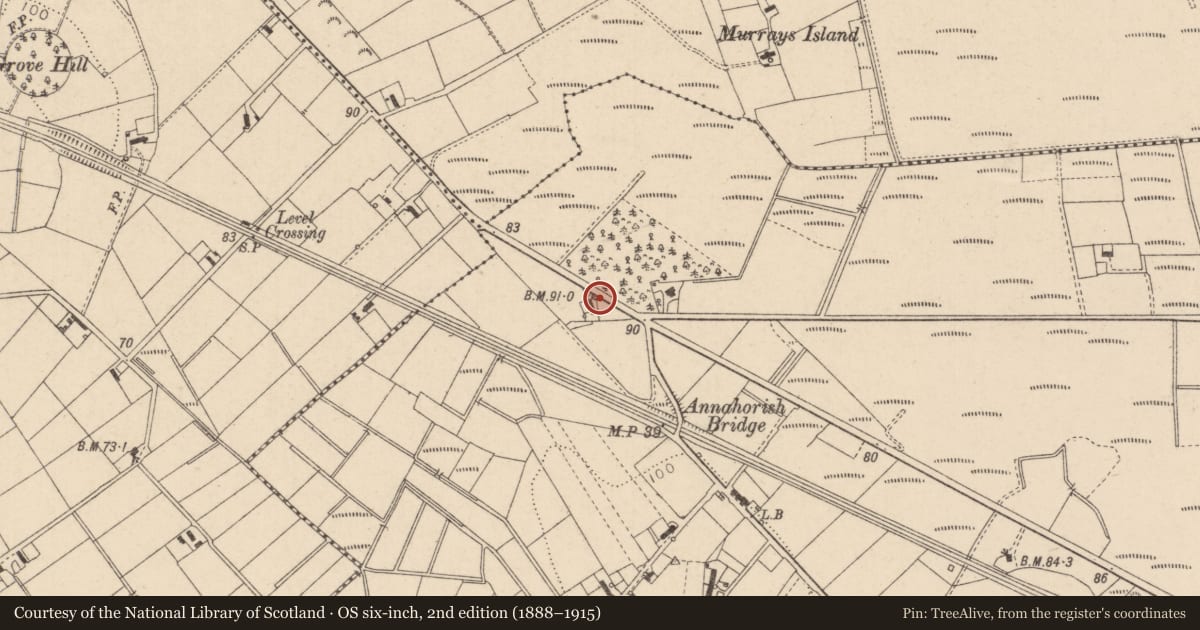 Ordnance Survey six-inch map, 2nd edition (1888–1915) covering the location of Thatch Bar, The Creagh, Mid Ulster, with a pin at the register's coordinates