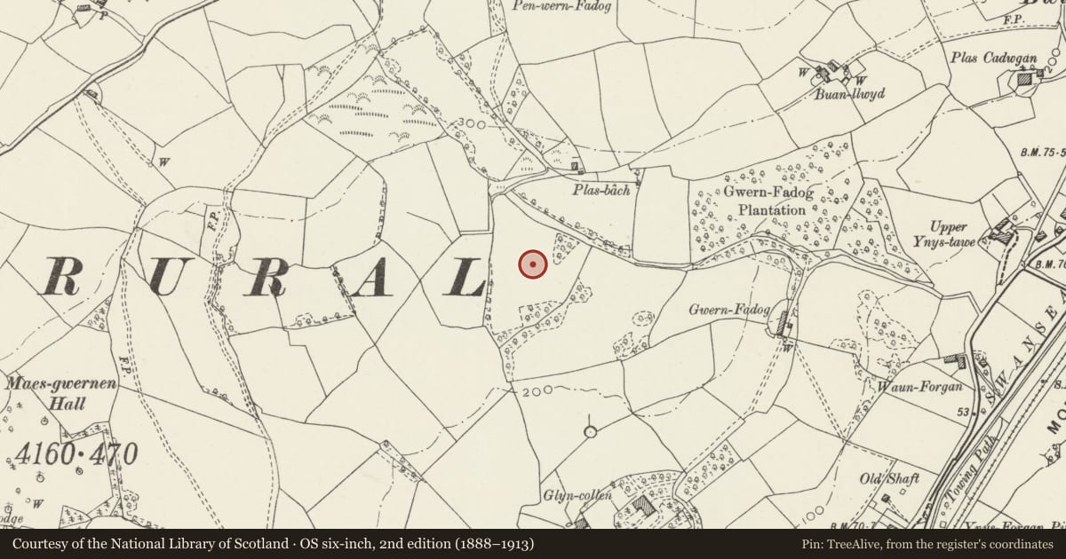 Ordnance Survey six-inch map, 2nd edition (1888–1913) covering the location of Wernfadog, Morriston, Swansea, with a pin at the register's coordinates