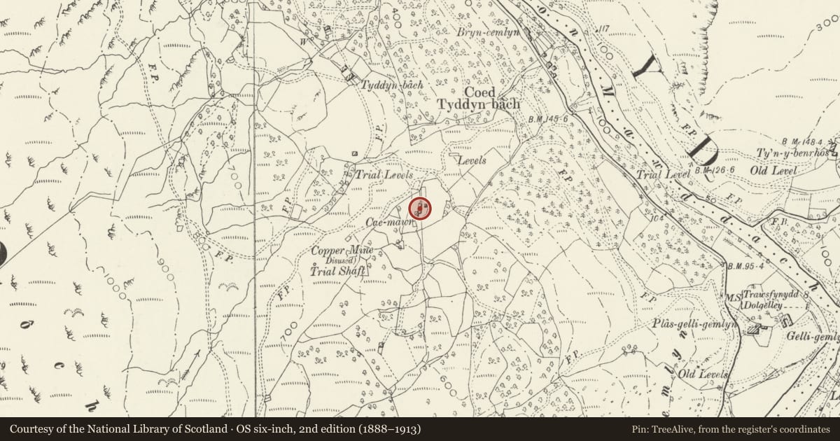 Ordnance Survey six-inch map, 2nd edition (1888–1913) covering the location of Former Farmhouse at Cae Mawr including attached Byre, Ganllwyd, Gwynedd, with a pin at the register's coordinates