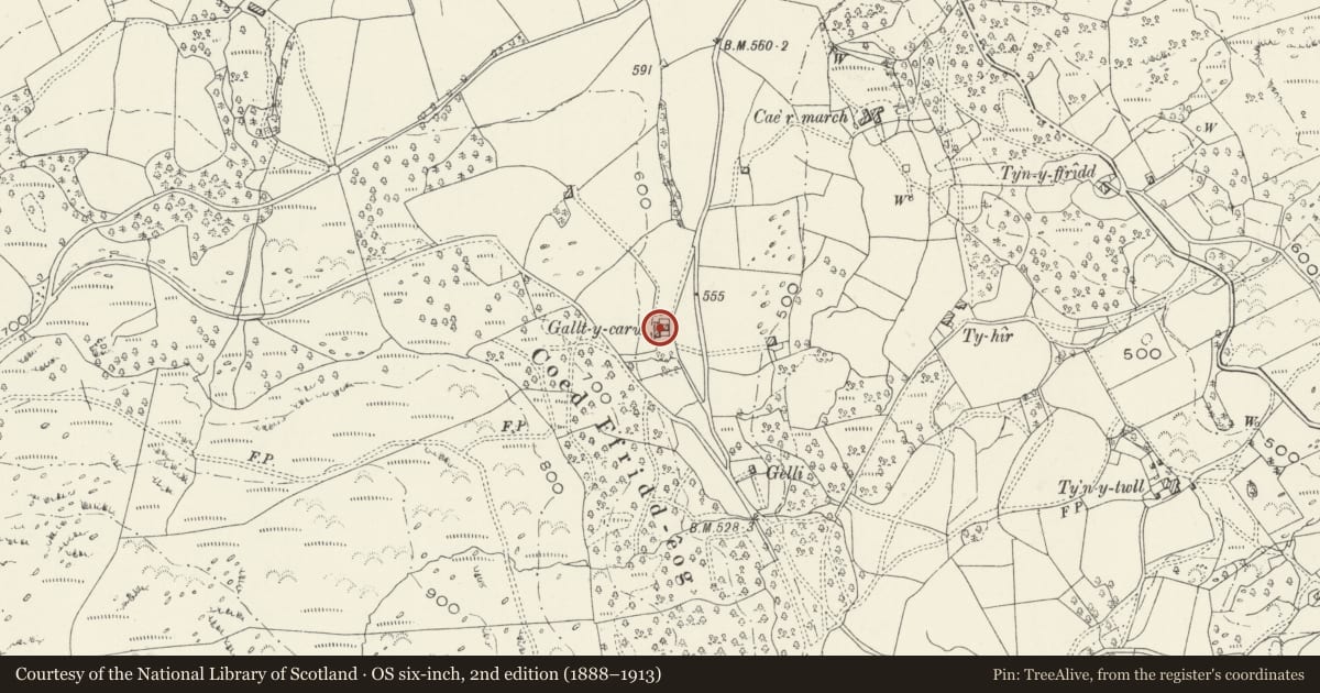 Ordnance Survey six-inch map, 2nd edition (1888–1913) covering the location of Gallt-y-Carw, Brithdir and Llanfachreth, Gwynedd, with a pin at the register's coordinates