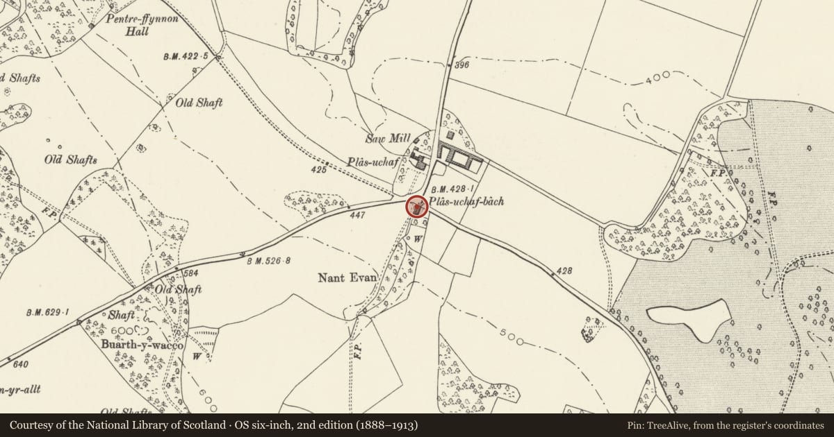 Ordnance Survey six-inch map, 2nd edition (1888–1913) covering the location of Plas Uchaf Bach, Whitford, Flintshire, with a pin at the register's coordinates