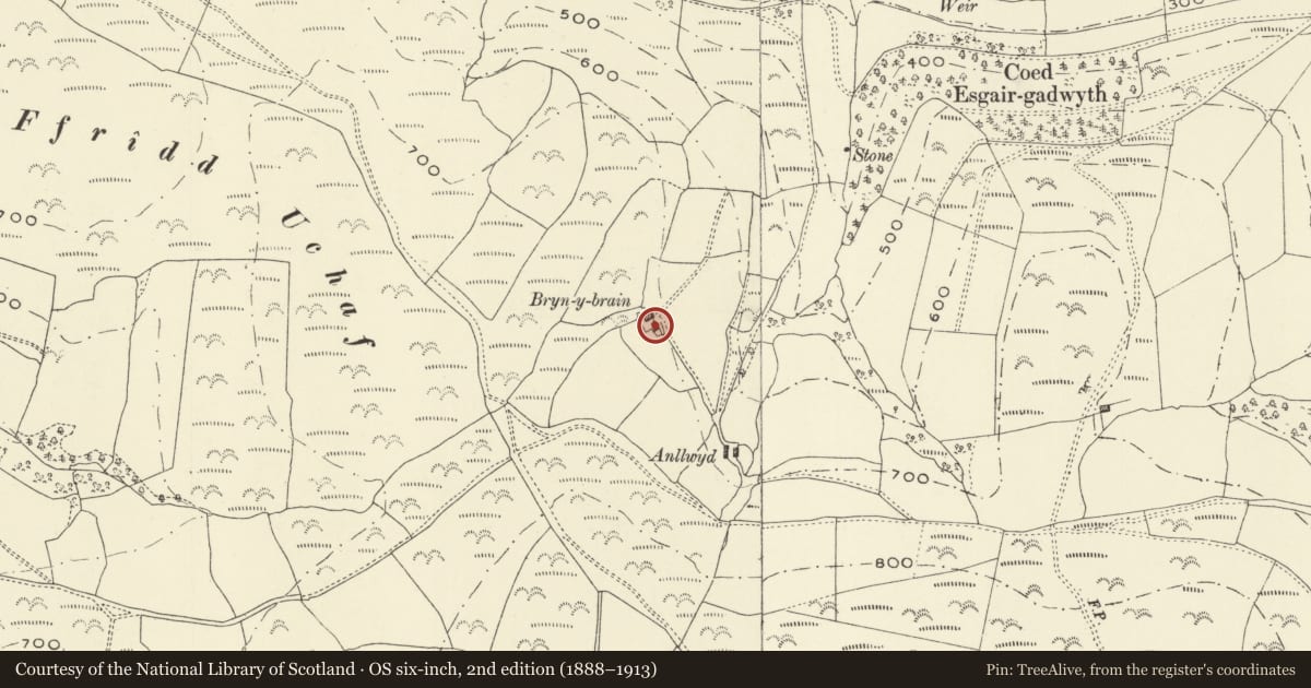 Ordnance Survey six-inch map, 2nd edition (1888–1913) covering the location of Bryn y brain, Glantwymyn, Powys, with a pin at the register's coordinates