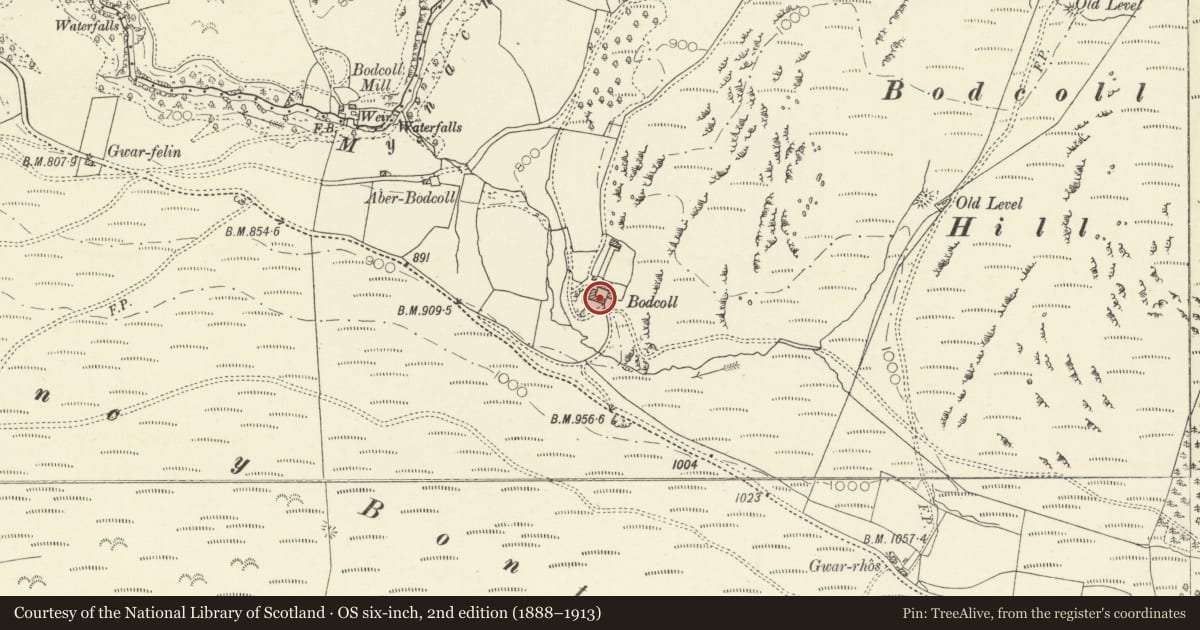 Ordnance Survey six-inch map, 2nd edition (1888–1913) covering the location of Cowshed to SW of farmyard including pitched walkway, Pontarfynach, Ceredigion, with a pin at the register's coordinates