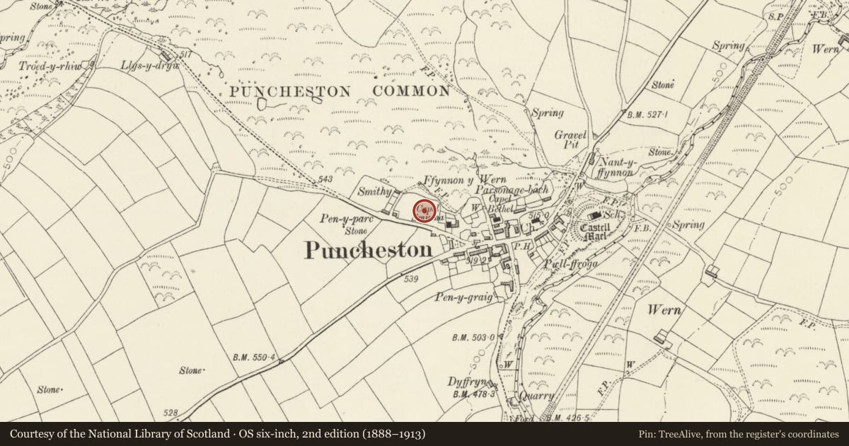 Ordnance Survey six-inch map, 2nd edition (1888–1913) covering the location of Parc Maen Llwyd Standing Stone, Puncheston, Pembrokeshire, with a pin at the register's coordinates